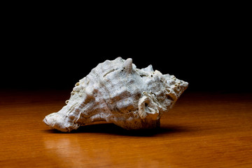 Seashell on wooden table and dark background