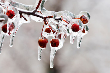 Freezing rain, thick layer of glaze ice on trees branches in Montreal, Canada, 10 April 2019