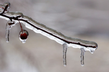 Freezing rain, thick layer of glaze ice on trees branches in Montreal, Canada, 10 April 2019