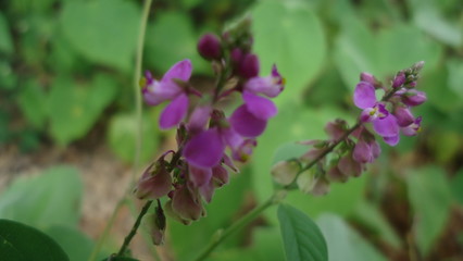  peque&ntilde;as flores del bosque