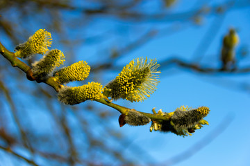 Incredible willow flowers branches. Marvellous branches background, close-up. Colorful springtime motif, floral genre close-up, image bud of a willow