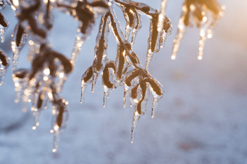 freezing rain on birch tree, 9 April 2019