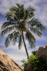 Fototapeta na wymiar palmera y rocas