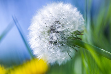 Dmuchawien na zielonym polu. Macro, rozmyte tlo. © ff25