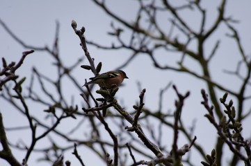 Un oiseau de nos jardins