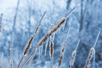 Freezing rain in spring, Quebec, Canada