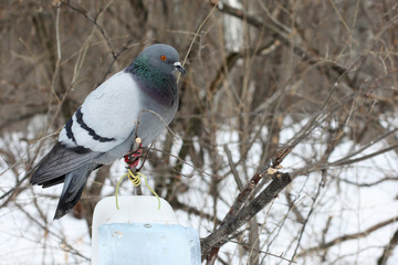 Gray dove in the winter forest