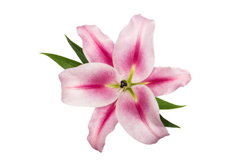 Fototapeta na wymiar pink lily with green leaves, isolate on a white background