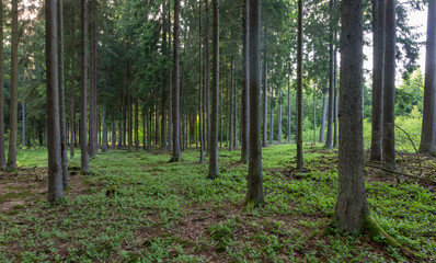 Rich coniferous forest in sunset