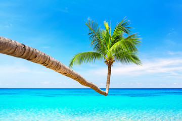 Coconut palm tree against blue sky and beautiful beach in Punta Cana, Dominican Republic. Vacation holidays background wallpaper. View of nice tropical beach.