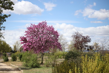 &Aacute;rbol en primavera