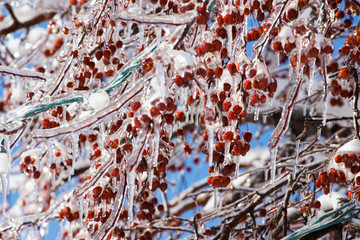 Freezing rain, thick layer of glaze ice on trees branches in Montreal, Canada, 10 April 2019