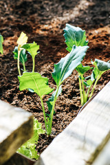Young green stem cabbage growing in a raised garden bed 