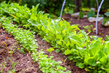 Agricultural field with green leaf lettuce salad and parsley on garden bed in vegetable field. Gardening background with green lettuce plants. Organic health food vegan vegetarian diet concept