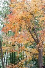 Obraz premium 楓の紅葉