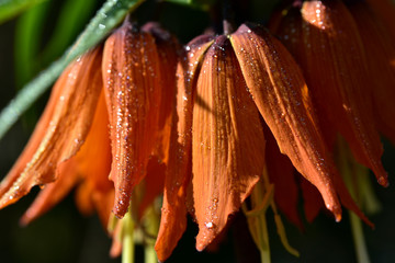 nahaufnahme einer orangenen blüte im frühling
