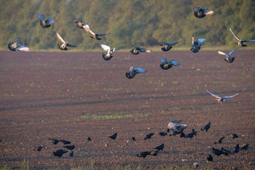 Rooks and pigeons gather up the grain after sowing