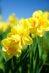 Daffodils, spring flowers.