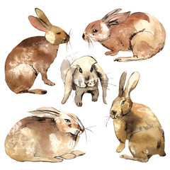 Watercolor sketch - cute rabbits on white background
