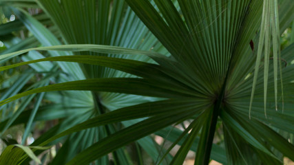 Obraz na płótnie Canvas green leaves of palm tree