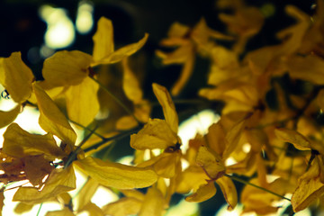 beautiful yellow red and orange color flowers in the green parks outdoor
