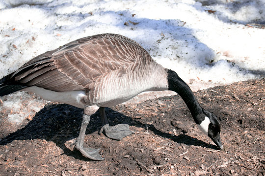 goose,nature,parck