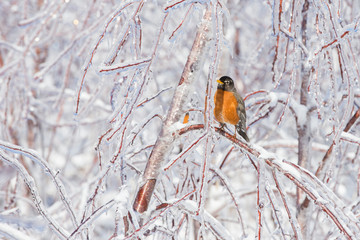 American robin in freezing rain