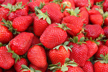  strawberry harvest top view