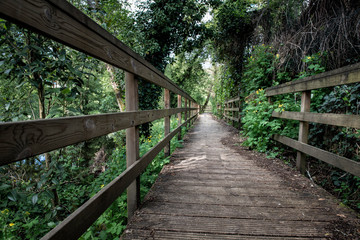 Fototapeta na wymiar walking through nature on a wooden path