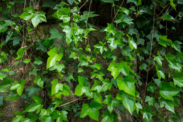 Ivy leaves for a background