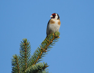 European goldfinch (Carduelis carduelis) sitting on the branch of fir tree