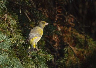 European greenfinch (Chloris chloris) male sitting on the branch of fir tree
