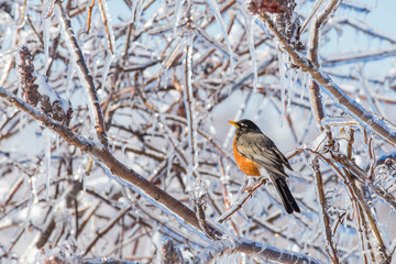 American robin in freezing rain