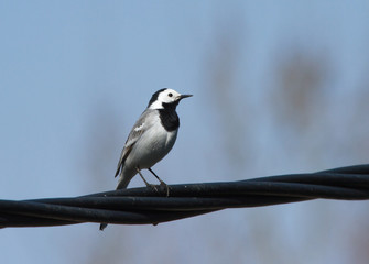 White wagtail (Motacilla alba) sitting on the power line