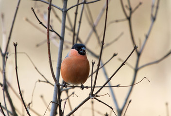 Bullfinch (Pyrrhula pyrrhula) male on the branch