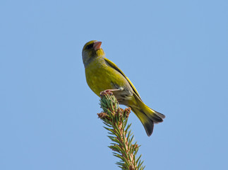 European greenfinch (Chloris chloris) male sitting on the branch of fir tree