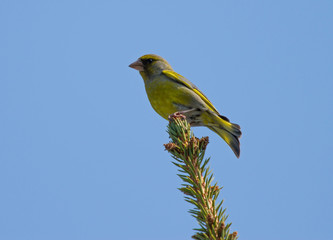 European greenfinch (Chloris chloris) male sitting on the branch of fir tree