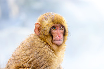close up portrait of cute wild baby snow monkey at jigokudani snow monkey park in Yamanouchi town, Nagano, Japan