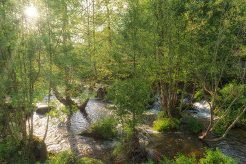warm landscape of trees in the middle of the river