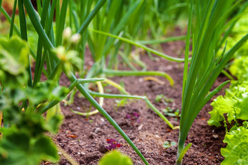 Agricultural field with green leaf lettuce salad and onion on garden bed in vegetable field. Gardening background with green lettuce plants. Organic health food vegan vegetarian diet concept