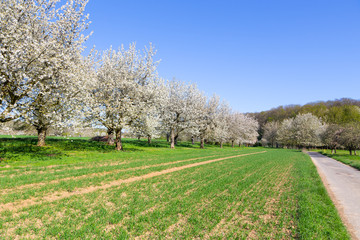 Kirschblüte - Cherry Blossom - Wiesbaden-Frauenstein 19.04.2019.