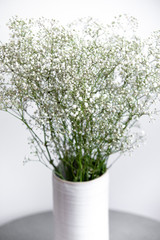 Close up of white gypsophila flower isolated on white background and copyspace