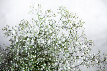 Close up of white gypsophila flower isolated on white background and copyspace