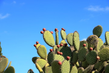 Opuntia ficus indica with prickly pear fruits against blue sky