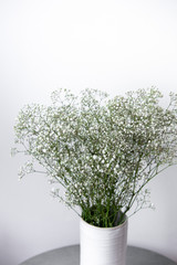 Close up of white gypsophila flower isolated on white background and copyspace