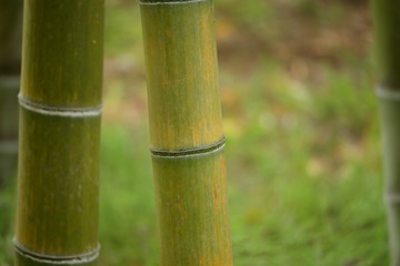 Fototapeta premium 竹林