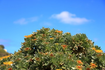 flowering Asteriscus sericeus natural floral background