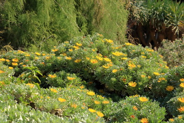flowering Asteriscus sericeus natural floral background