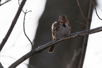  fox sparrow (Passerella iliaca) in spring