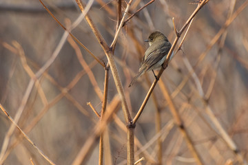 Eastern phoebe (Sayornis phoebe) in spring